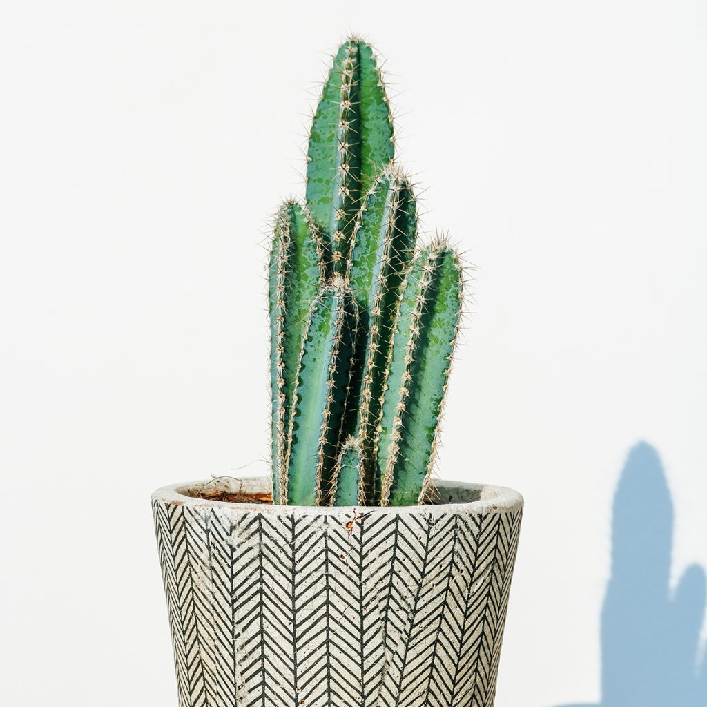 Pilosocereus azureus - Blauwe zuilcactus
