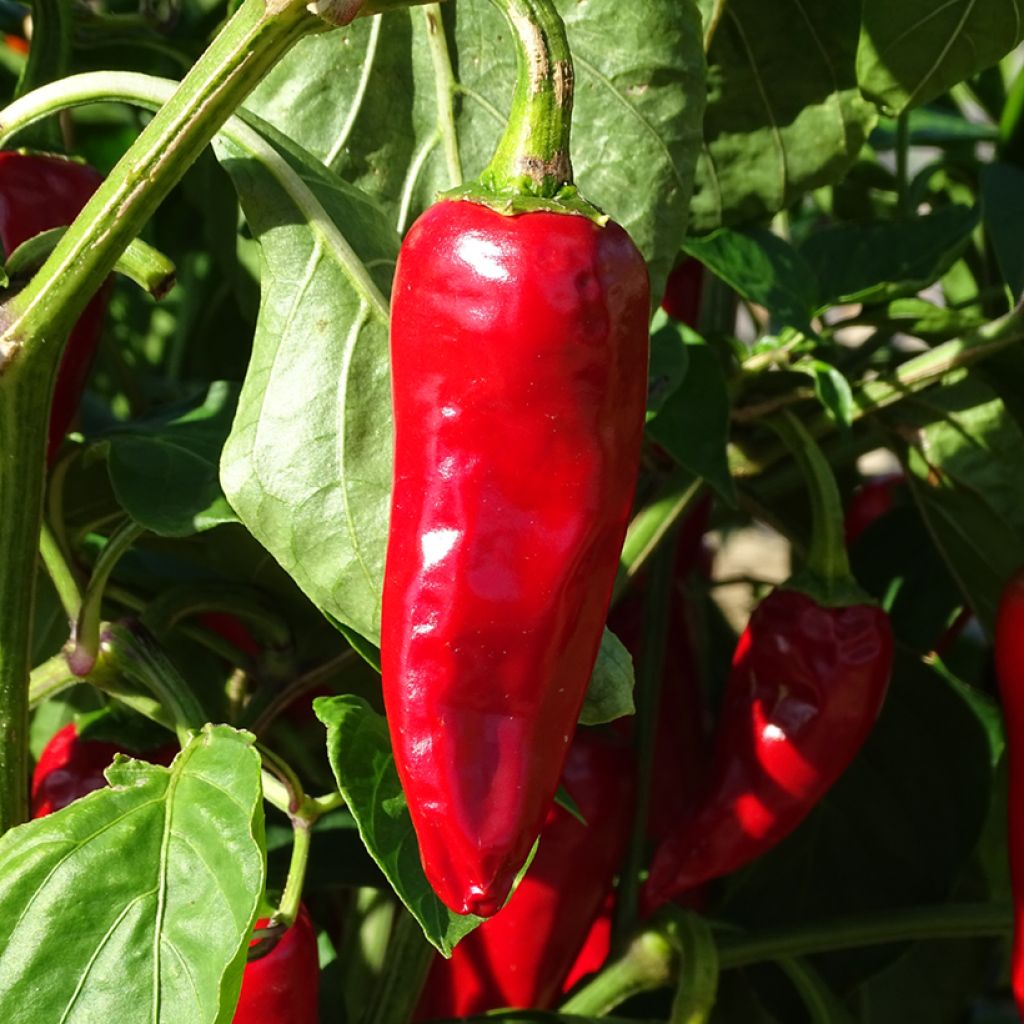 Baskische peper Gorria BIO (jonge planten in perspotjes)
