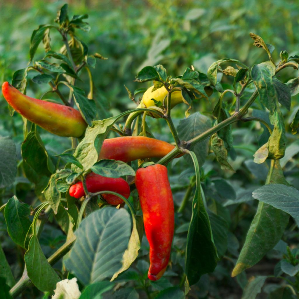 Chilipeper Hungarian Yellow Wax Hot BIO