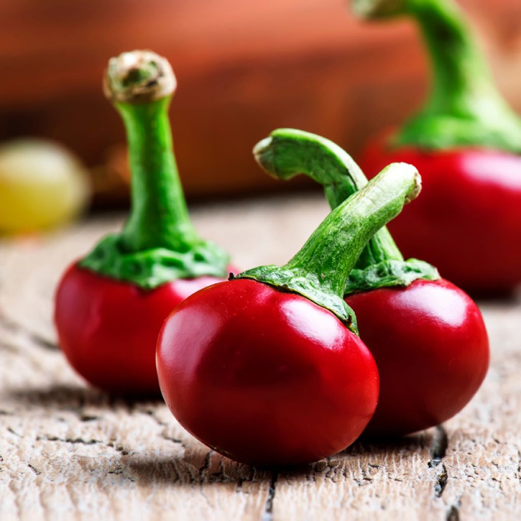 Chilipeper Red Cherry Small BIO - Ferme de Sainte Marthe