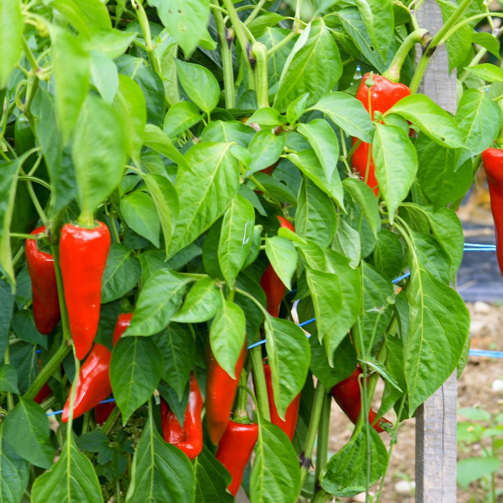 Espelettepeper Gorria