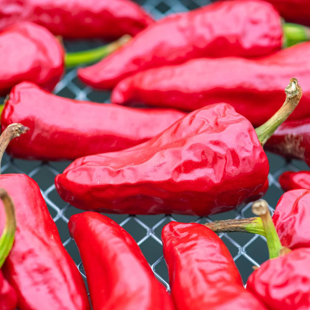 Espelettepeper Gorria