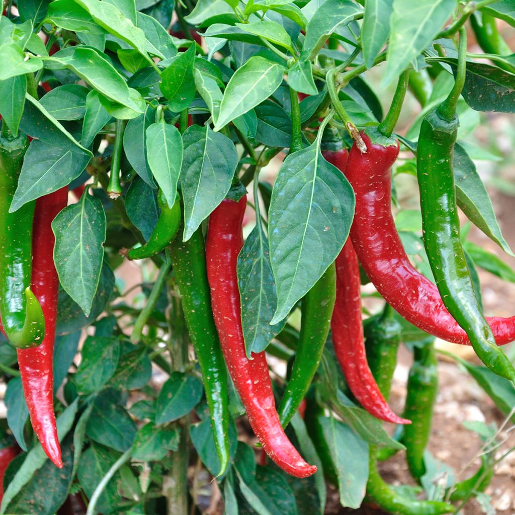 Puntpaprika Zeer lange van de Landes (jonge planten)