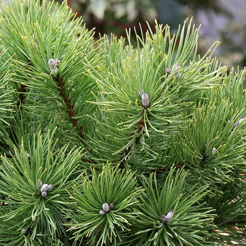 Pinus mugo Allgäu - Bergden