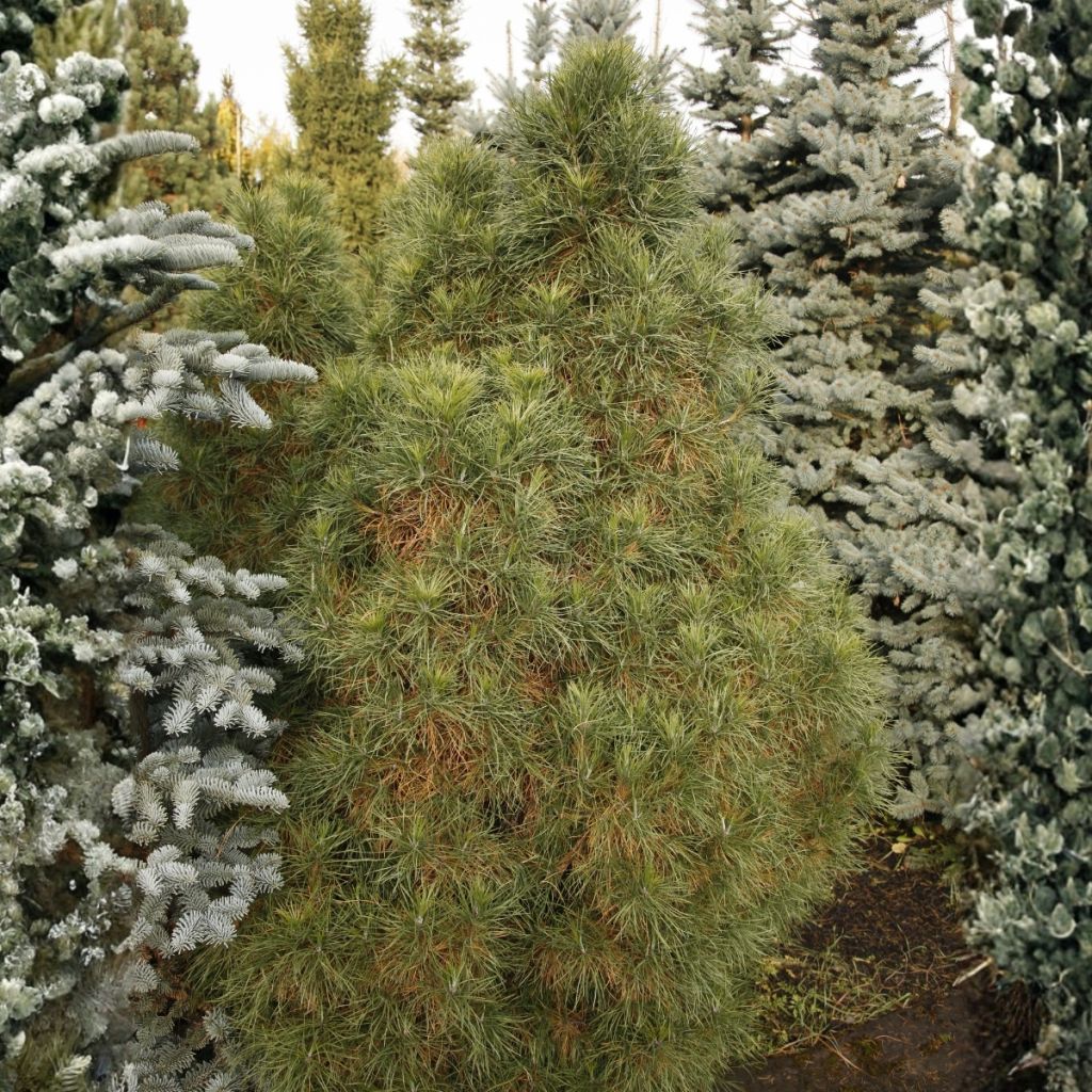 Pinus sylvestris Globosa Viridis - Grove den