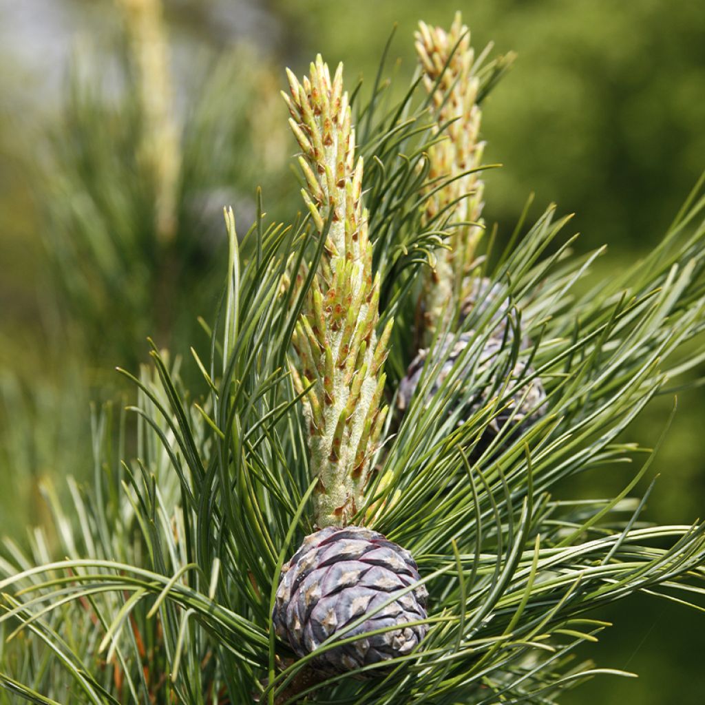 Pinus cembra - Alpenden