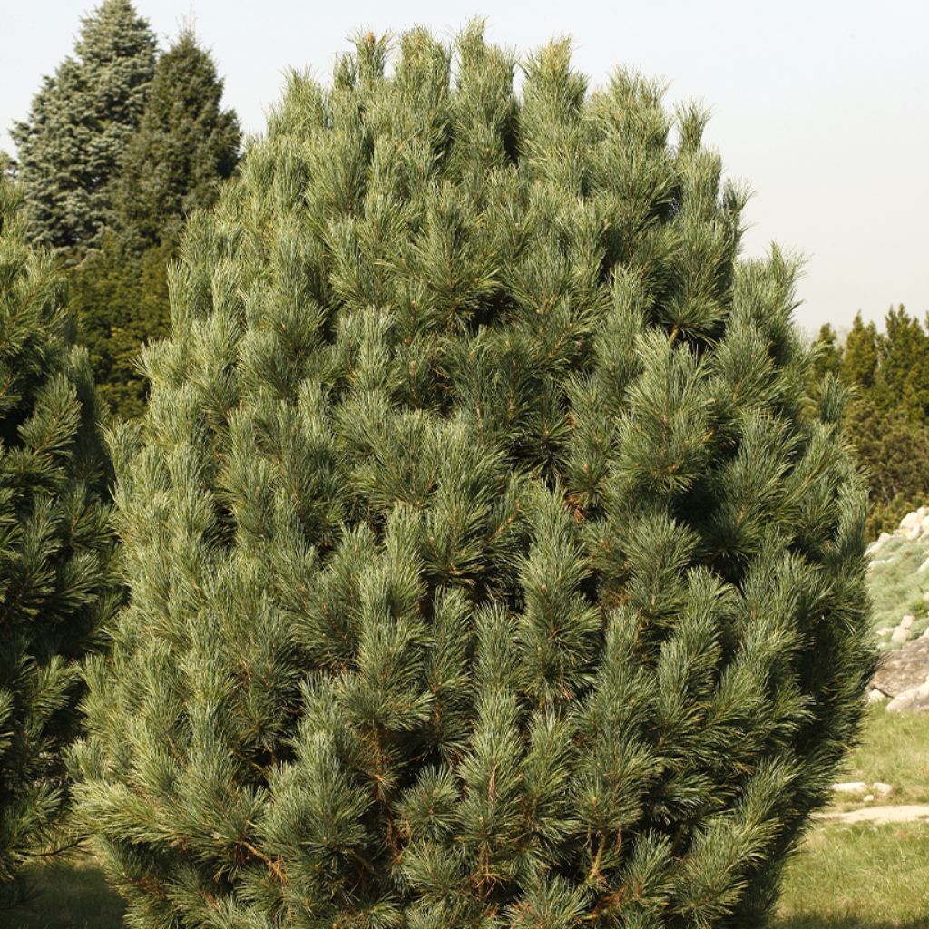 Pinus cembra - Alpenden
