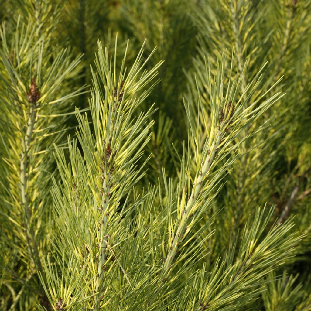 Pinus densiflora Oculus-draconis - Japanse rode den