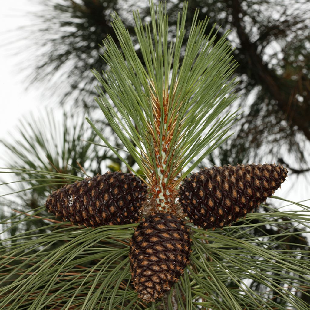 Pinus jeffreyi - Jeffrey-den