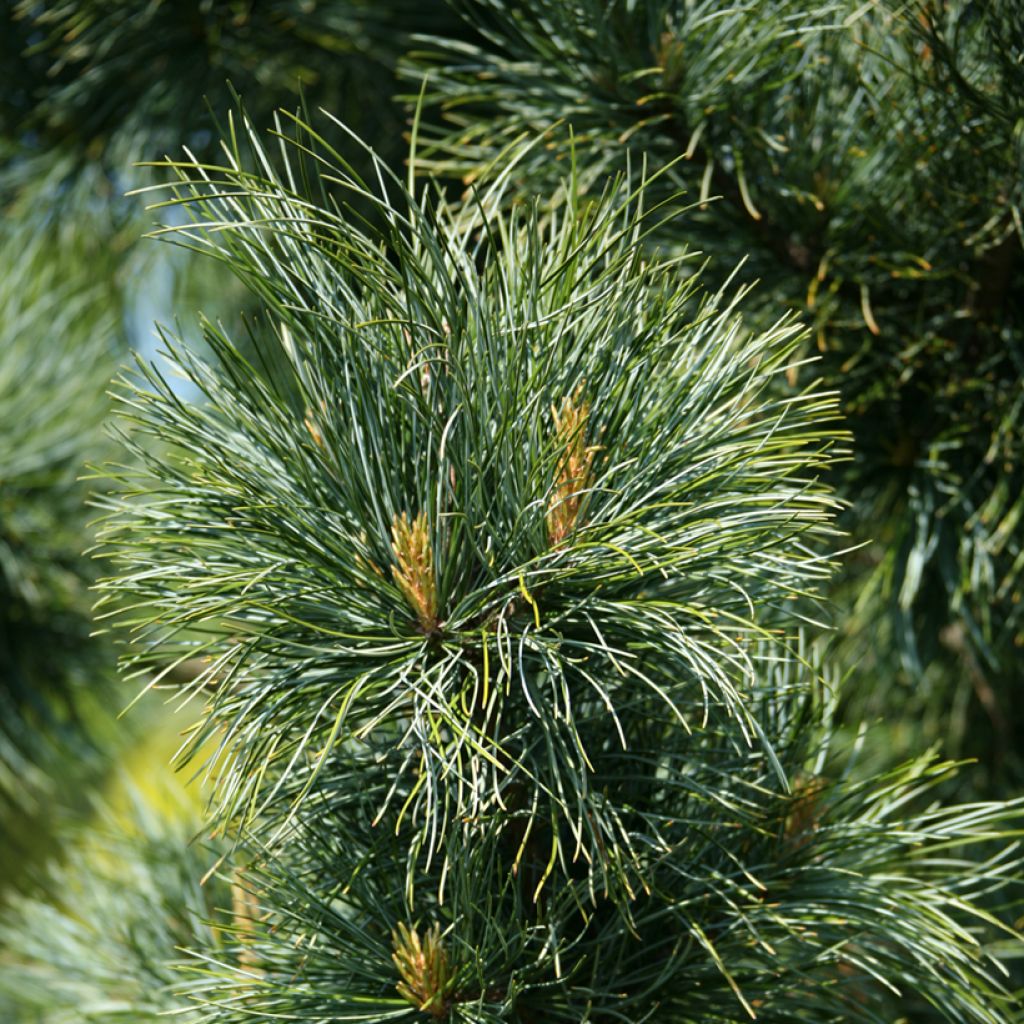 Pinus koraiensis Silveray - Koreaanse den