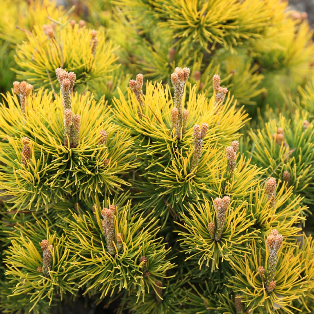 Pinus mugo Nana Balcanica Aurea - Bergden