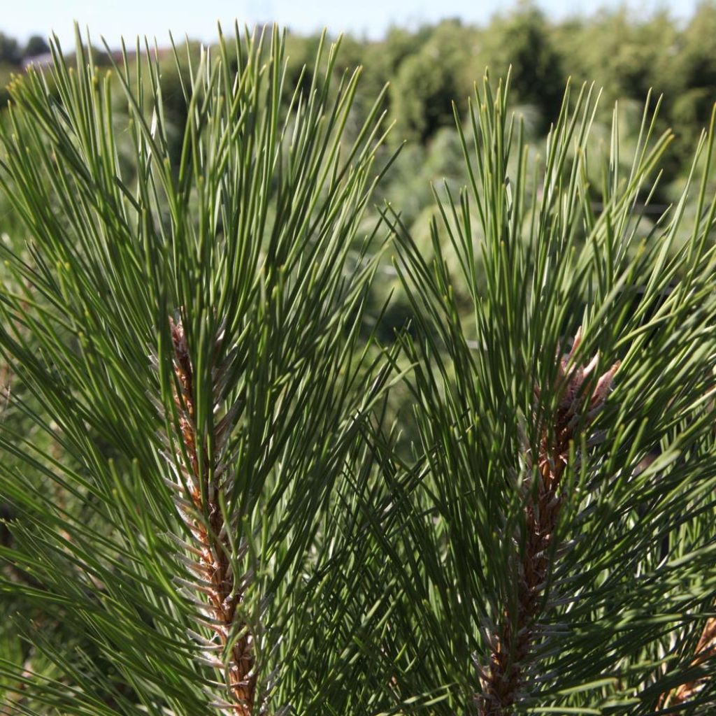 Pinus nigra nigra - Zwarte den