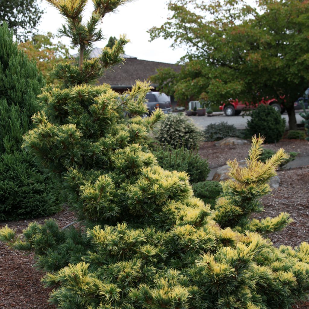 Pinus parviflora Goldilocks - Japanse witte den