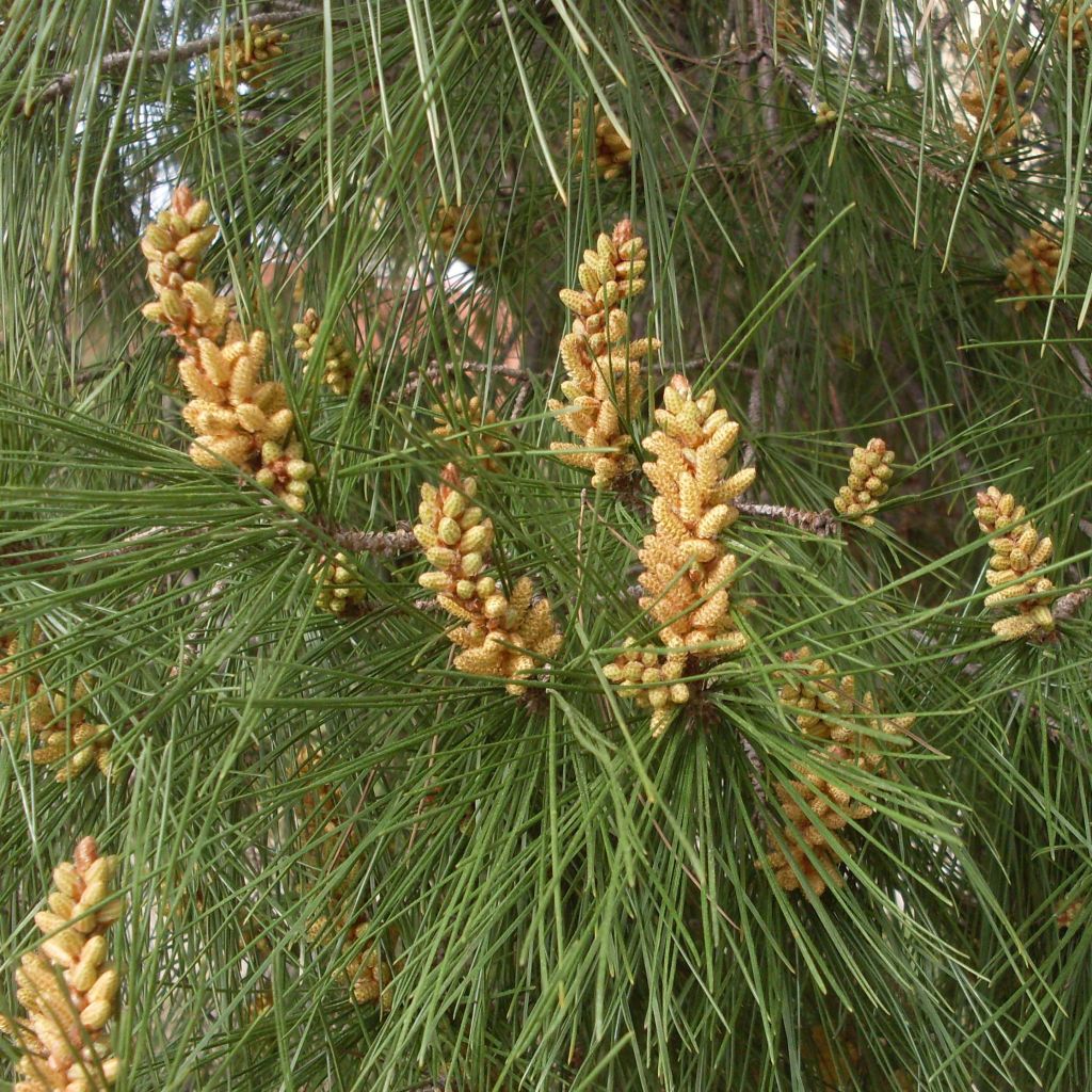 Pinus pinea - Parasolden