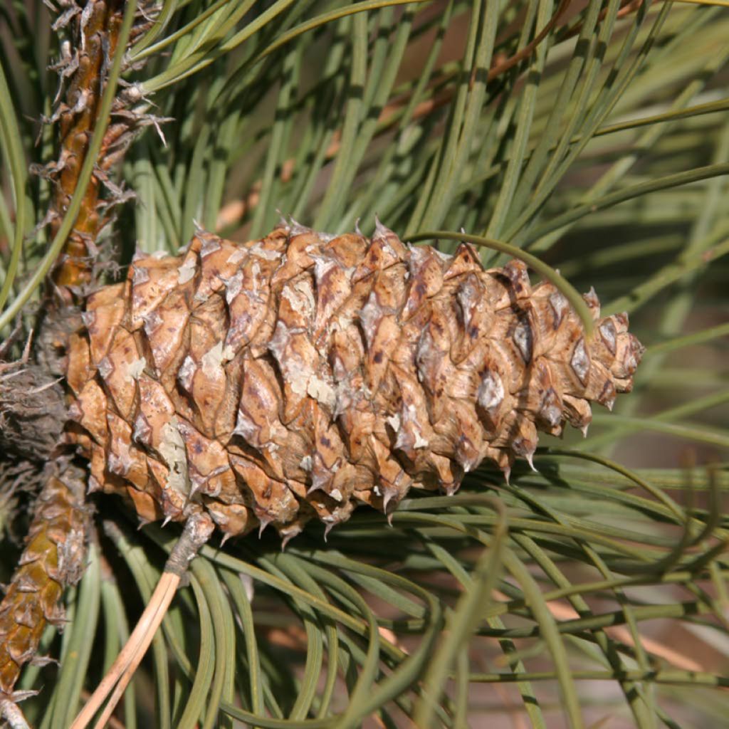 Pinus ponderosa - Gele den