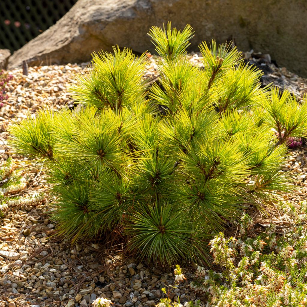 Pinus strobus Radiata - Weymouthden