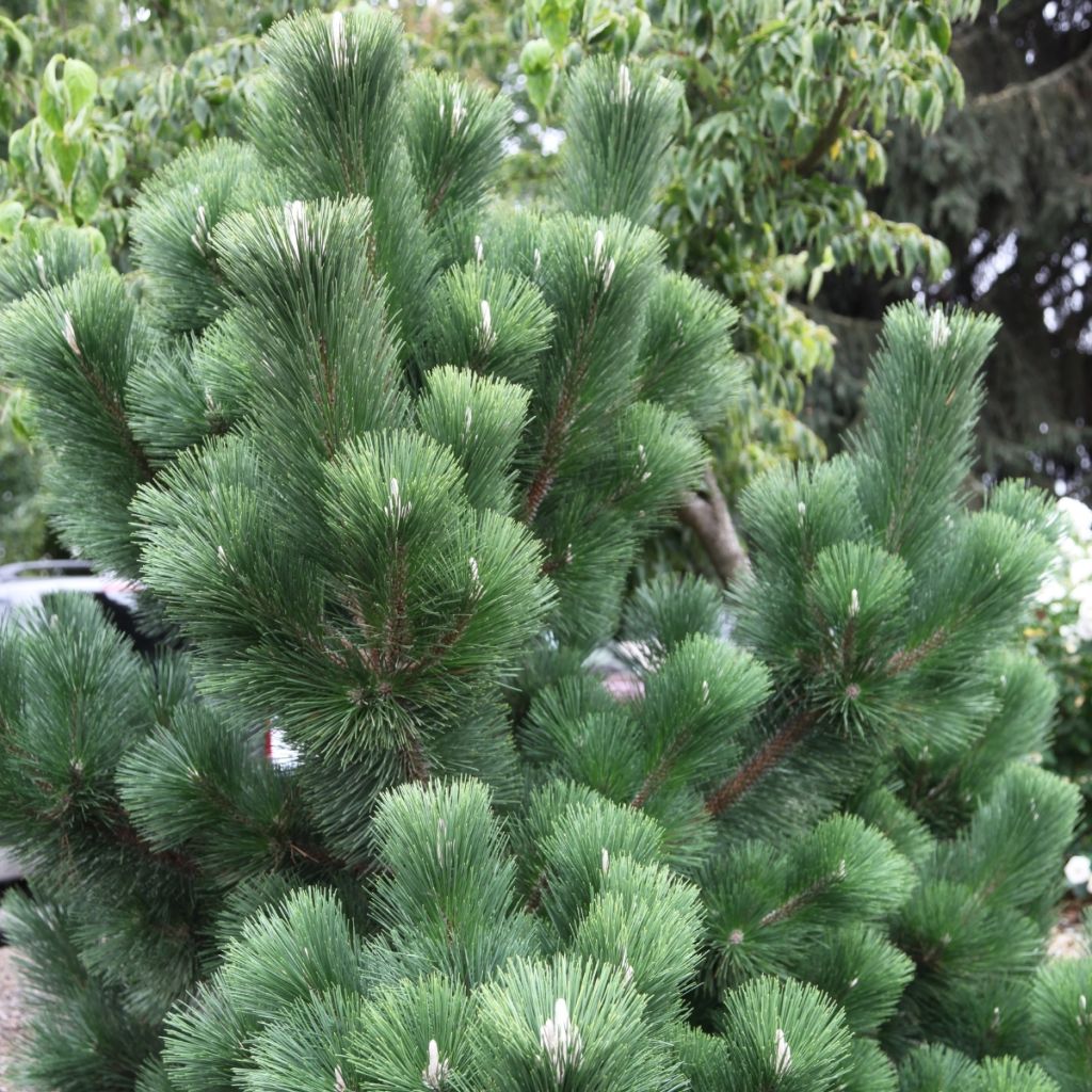 Pinus thunbergii Thunderhead - Japanse zwarte den