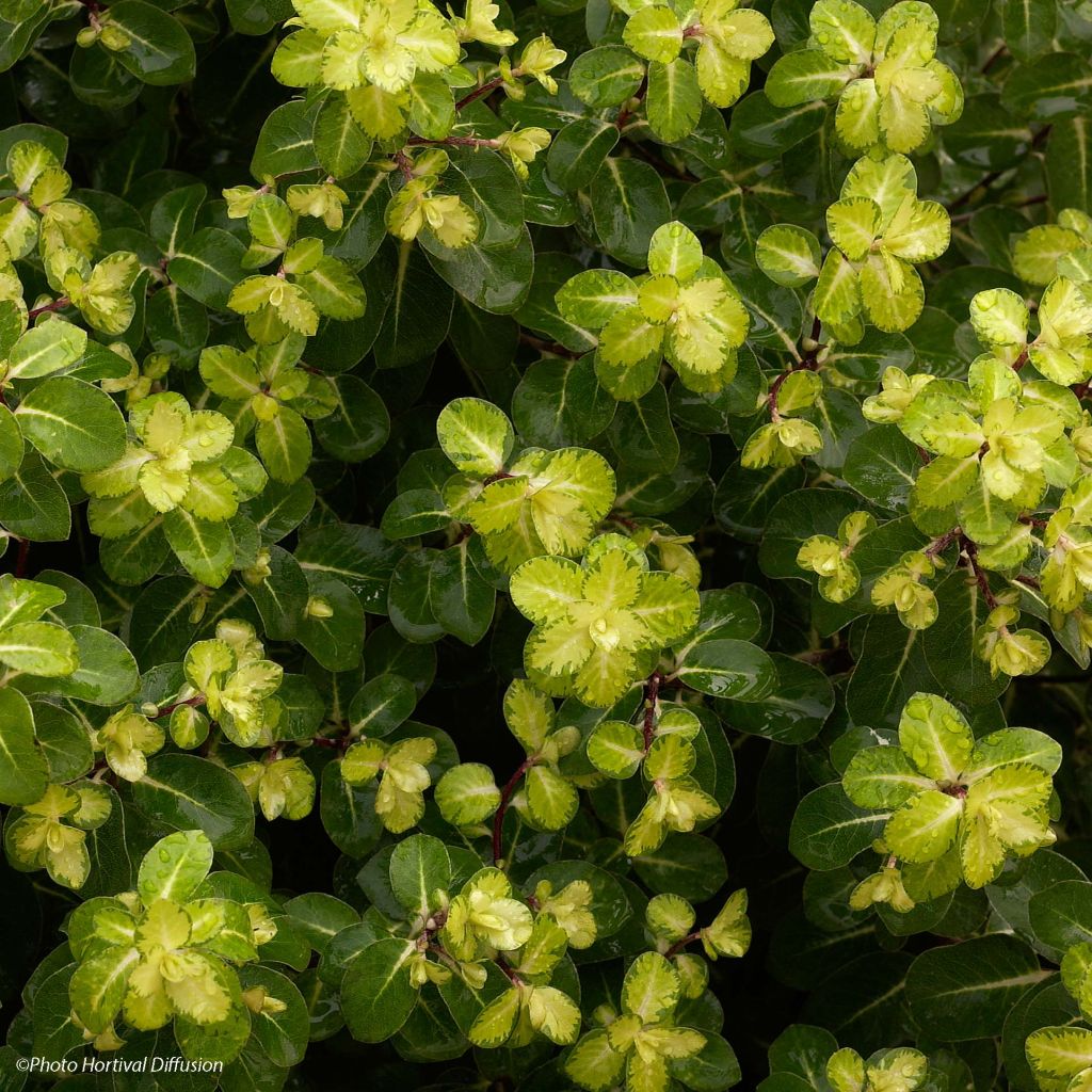 Pittosporum Abbotsbury Gold -  Pittosporum à petites feuilles panachées