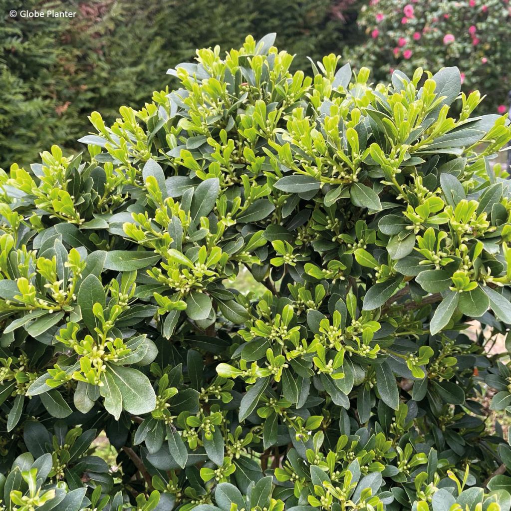 Pittosporum Green Mound - Australische laurier