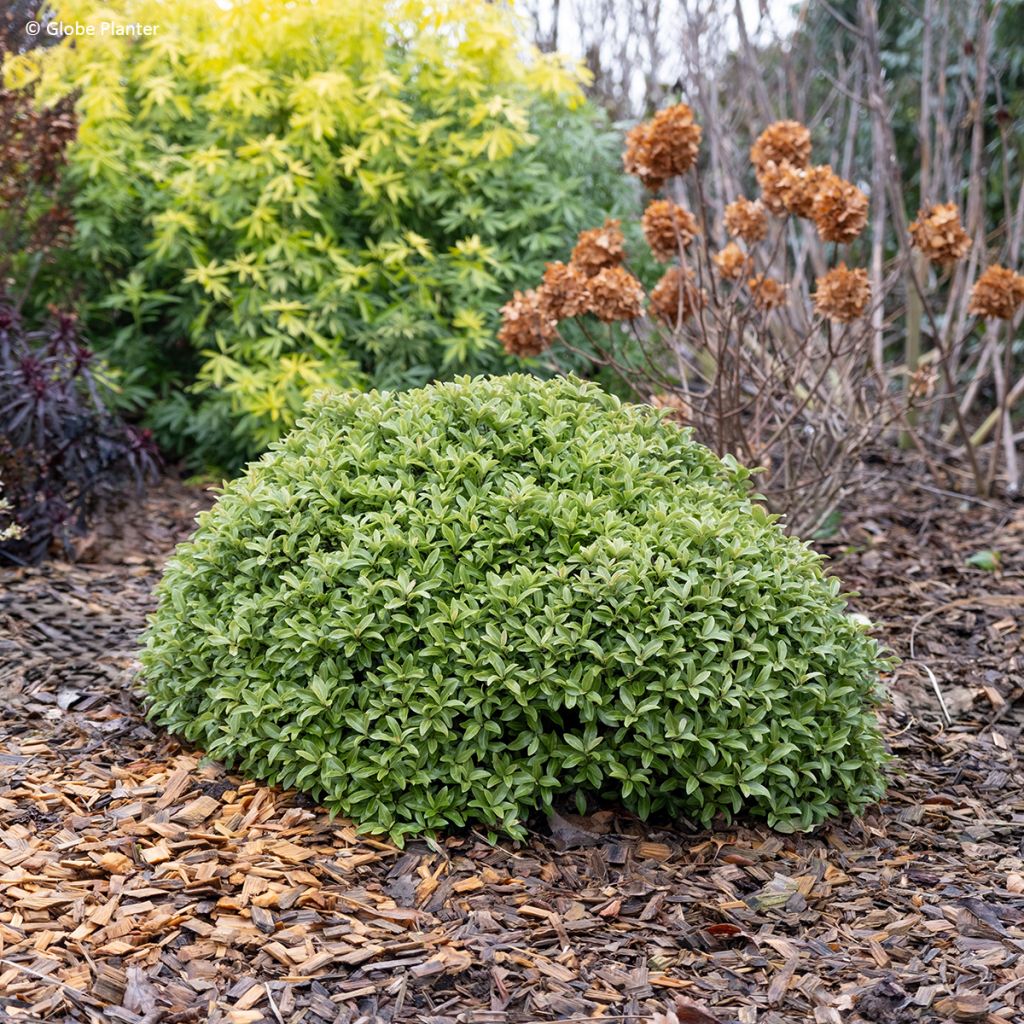 Pittosporum Orbitea - Australische laurier
