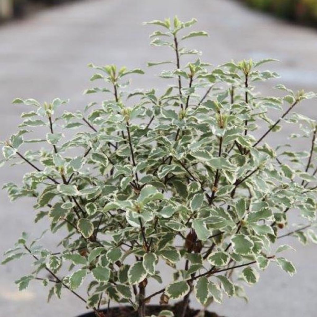 Pittosporum tenuifolium Variegatum - Australische laurier