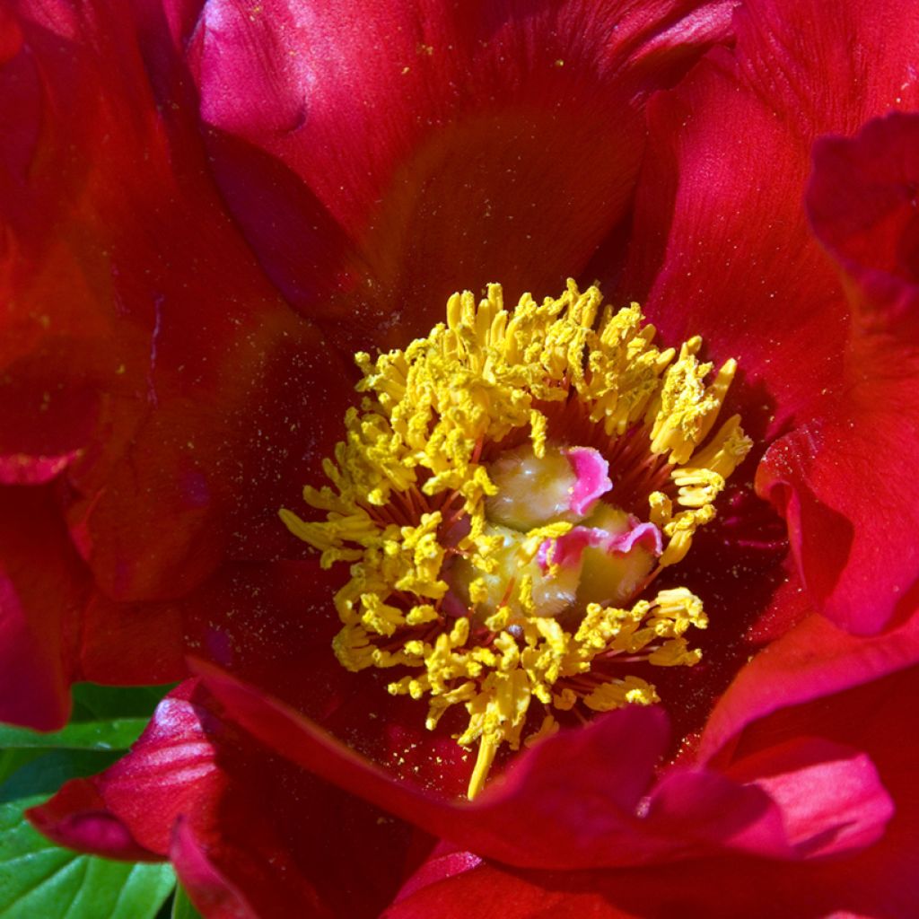 Paeonia Blaze - Pioen