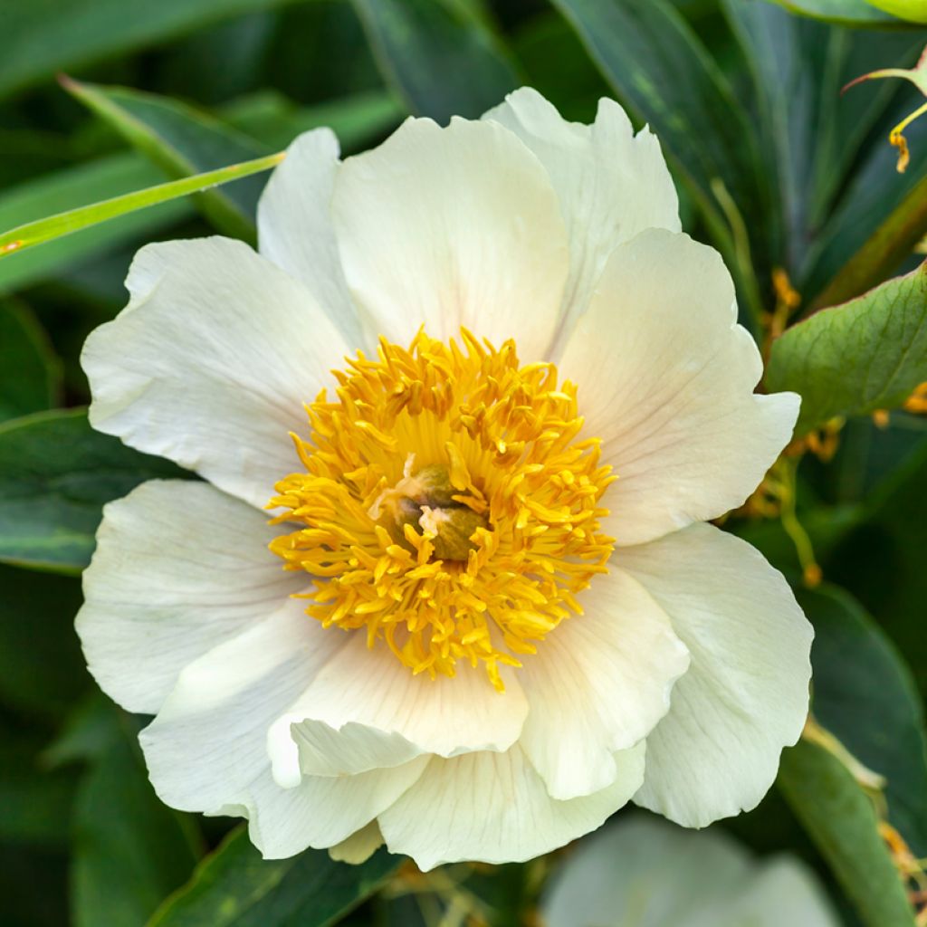 Paeonia lactiflora Claire de Lune - Pioenroos