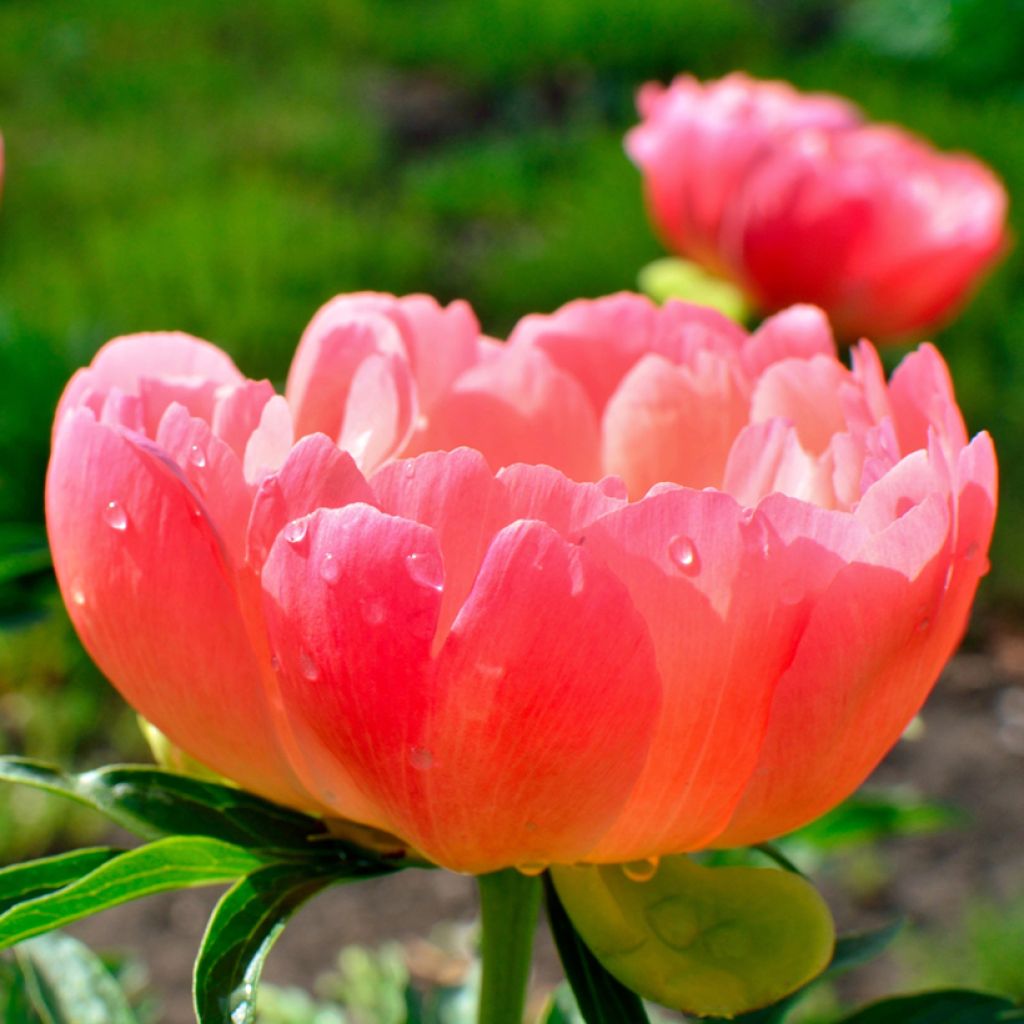 Paeonia lactiflora Coral Sunset - Pioenroos