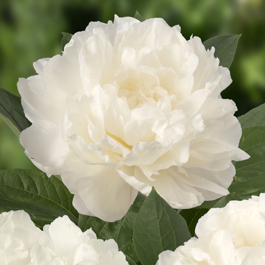 Paeonia lactiflora Fringed Ivory - Pioenroos