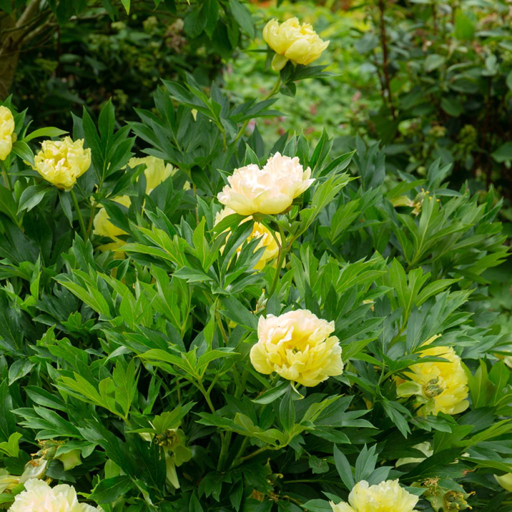 Paeonia Itoh Bartzella - Itoh-pioen