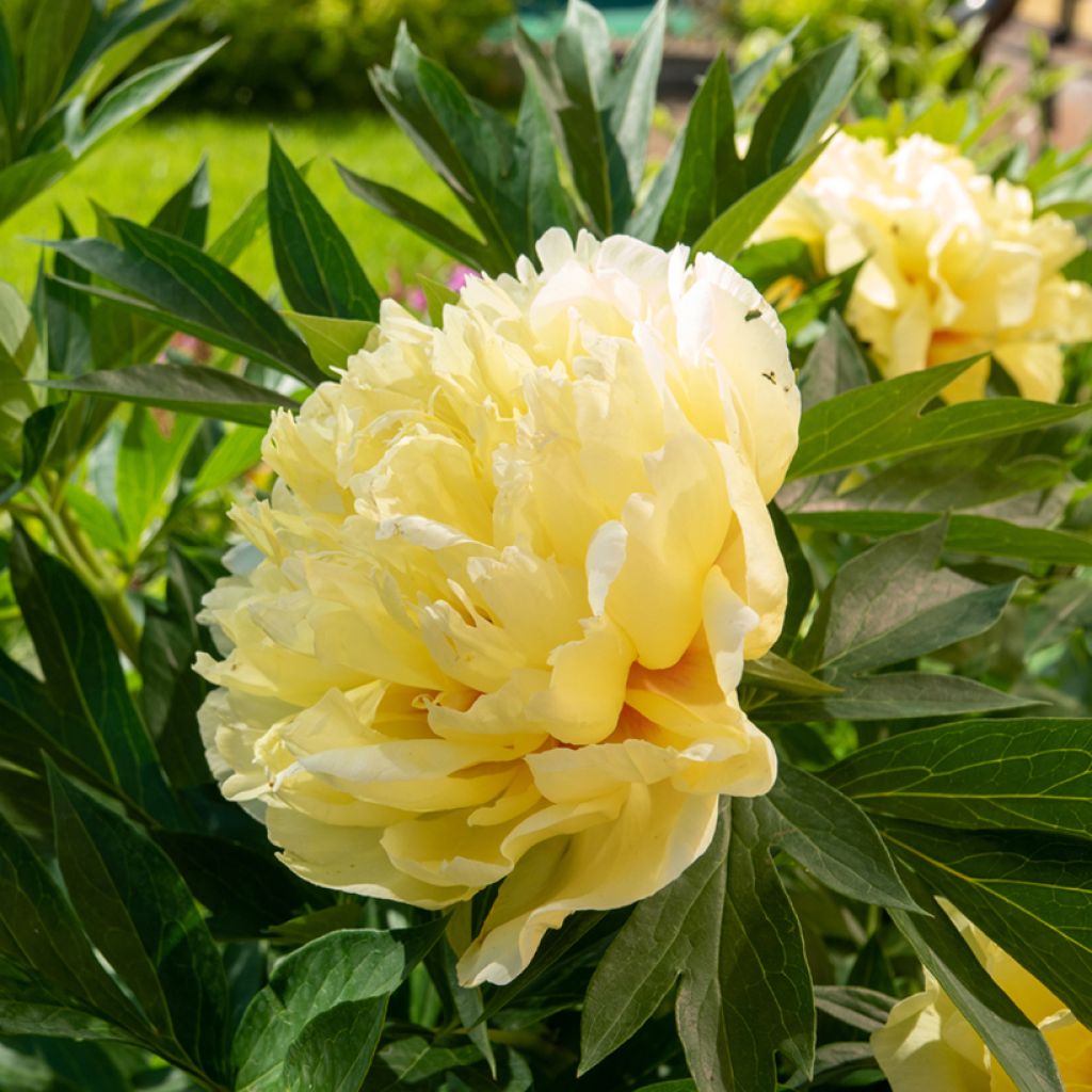 Paeonia Itoh Bartzella - Itoh-pioen