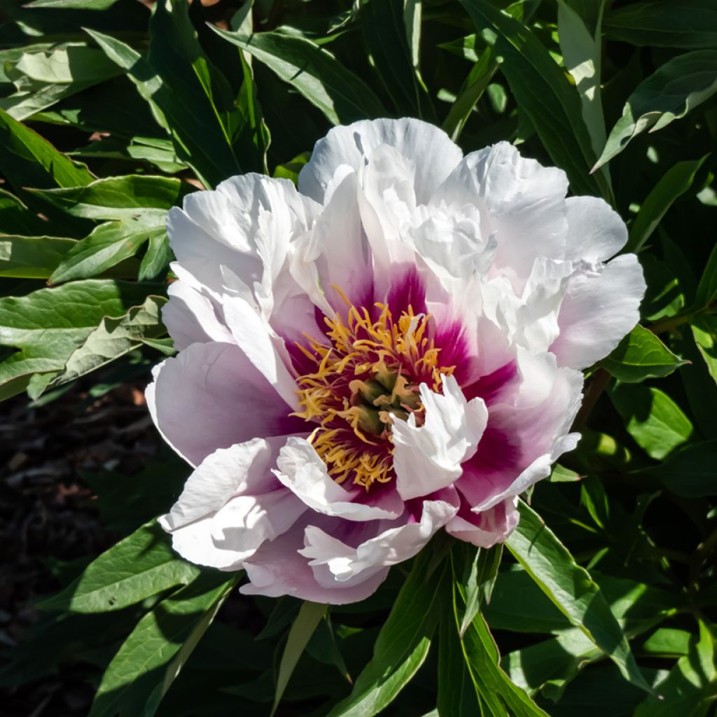 Paeonia Itoh Cora Louise - Itoh-pioen