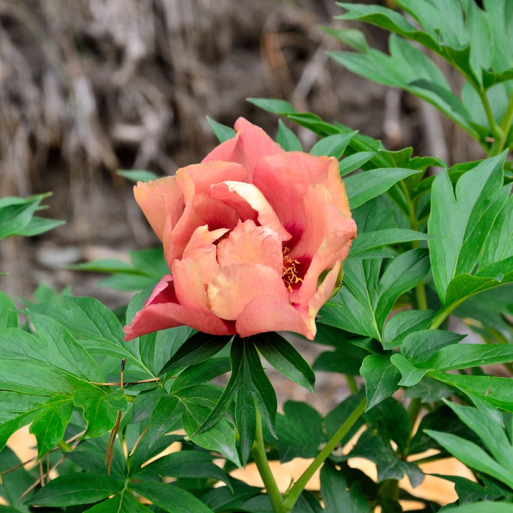 Paeonia Itoh Old Rose Dandy - Itoh-pioen