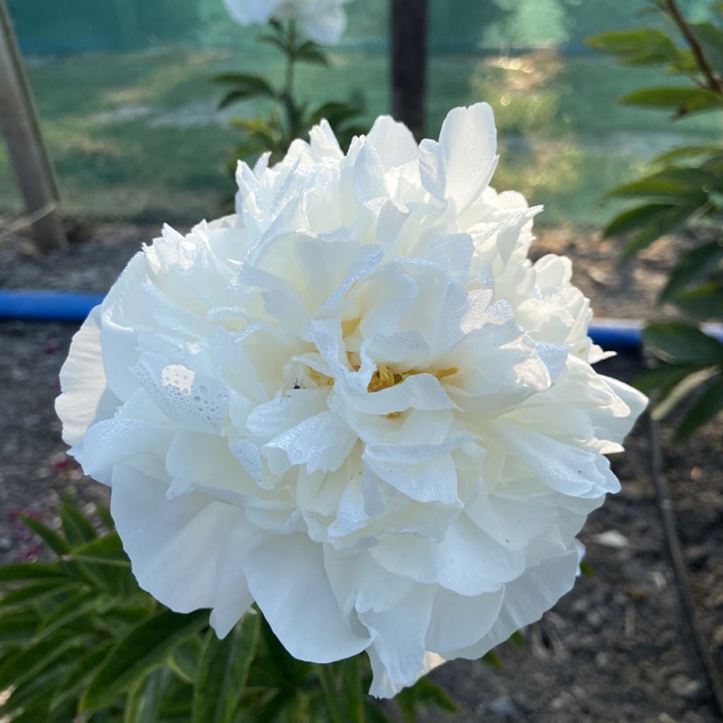 Paeonia lactiflora Mistress - Pioenroos