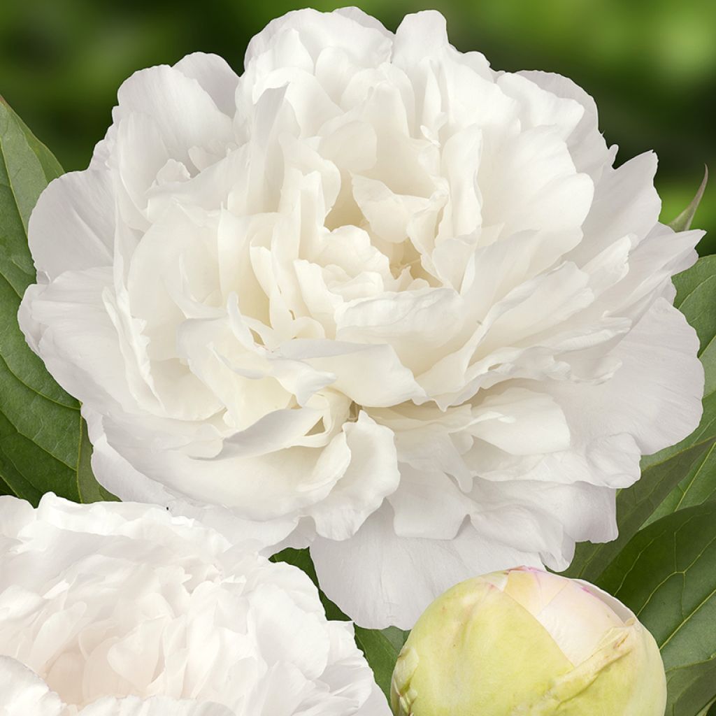Paeonia lactiflora Puffed Cotton - Pioenroos