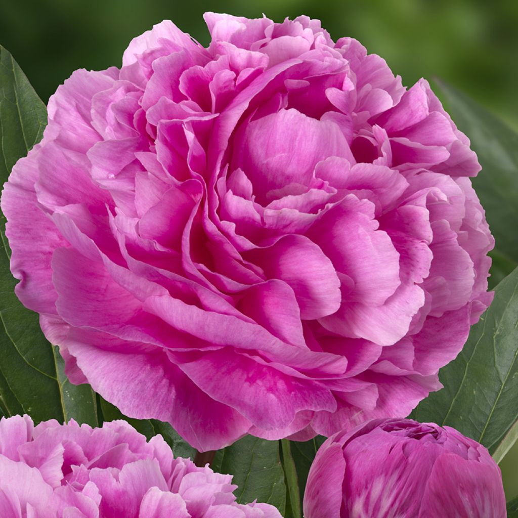 Paeonia lactiflora Think Pink - Pioenroos