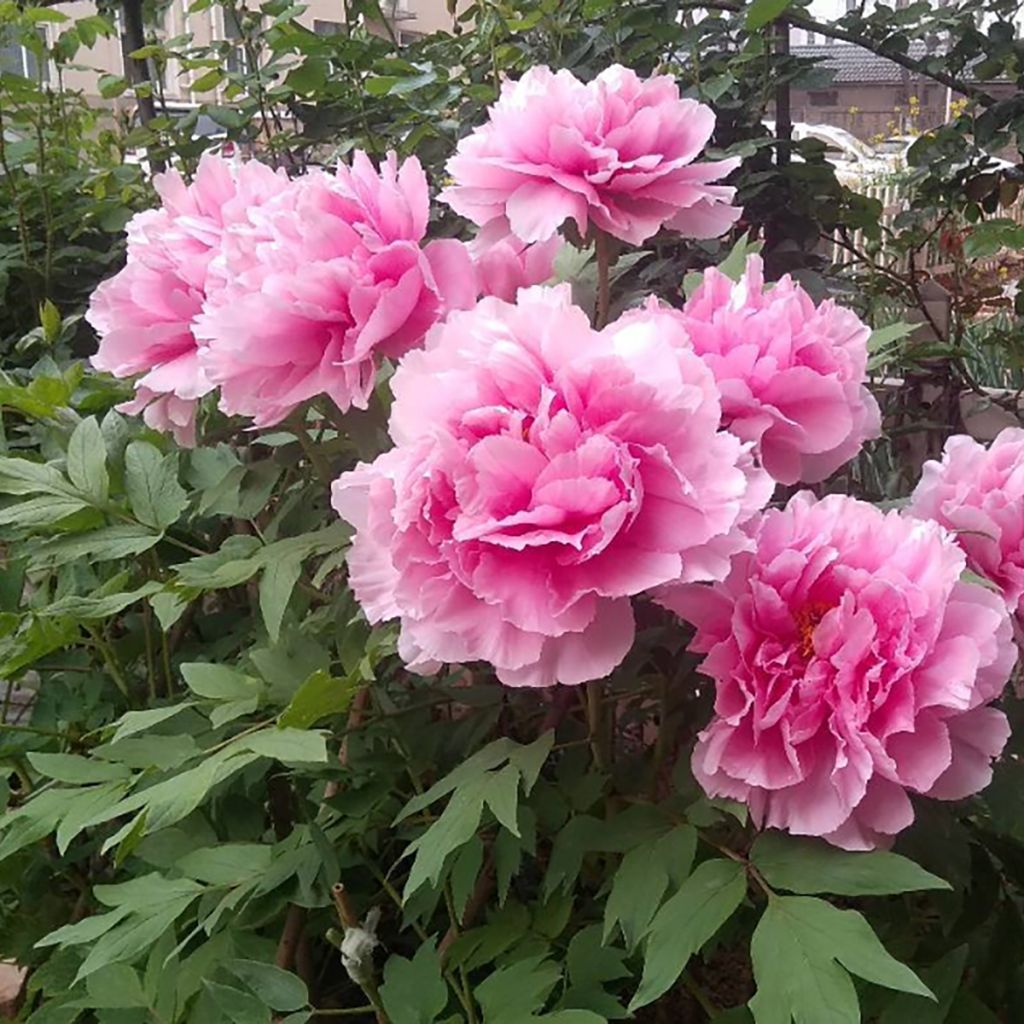 Paeonia suffruticosa Cotton Candy (Hua Jing) - Pioenroos