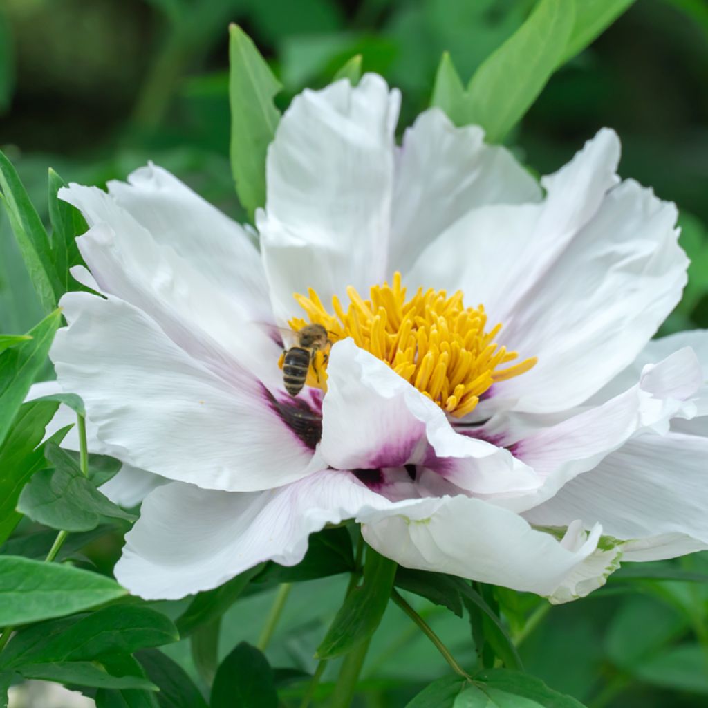 Paeonia ostii - Boompioen