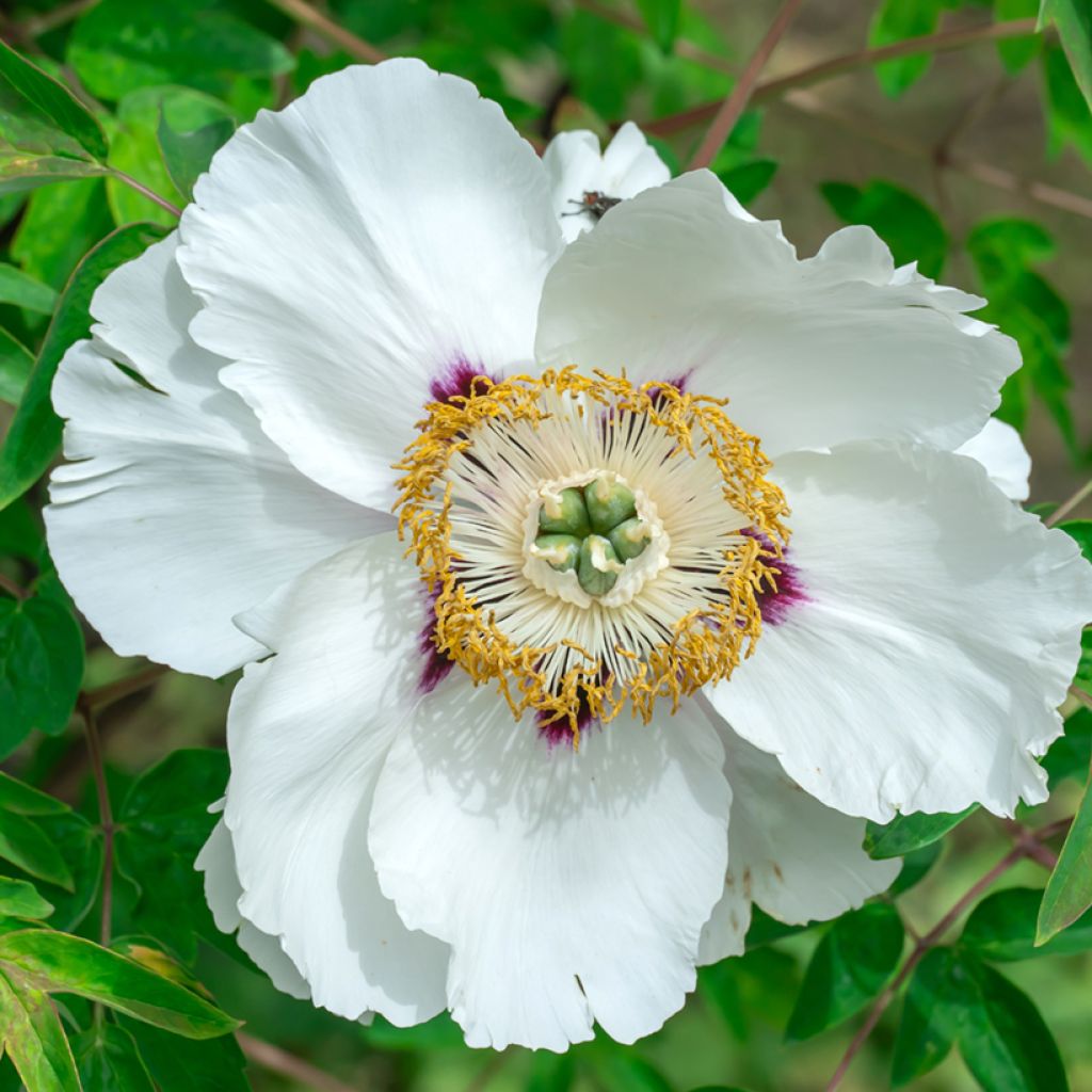 Paeonia ostii - Boompioen