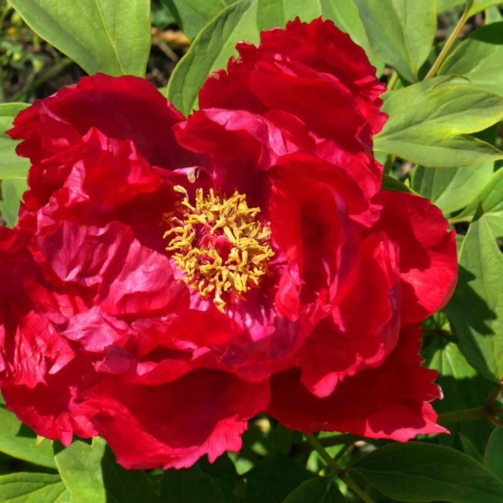 Paeonia suffruticosa 13 Ri Yue Jin - Boompioen