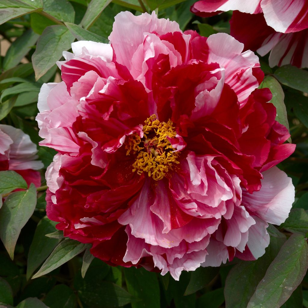Paeonia suffruticosa Camouflage (Dao Jin) - Boompioen