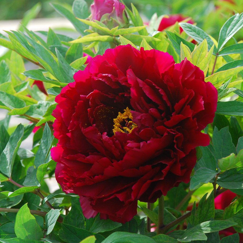 Paeonia suffruticosa The Best Inkstone (Mo Run Jue Lun) - Boompioen