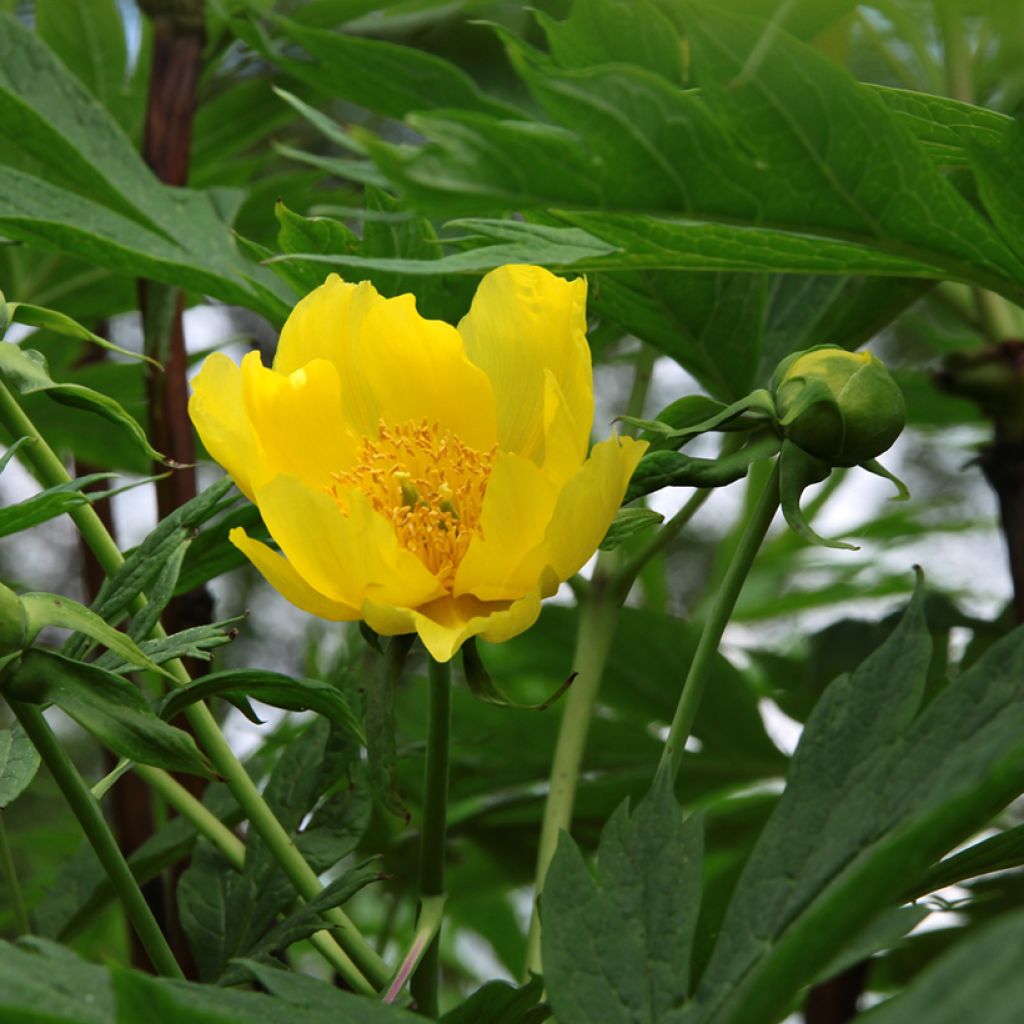 Paeonia lutea - Boompioen