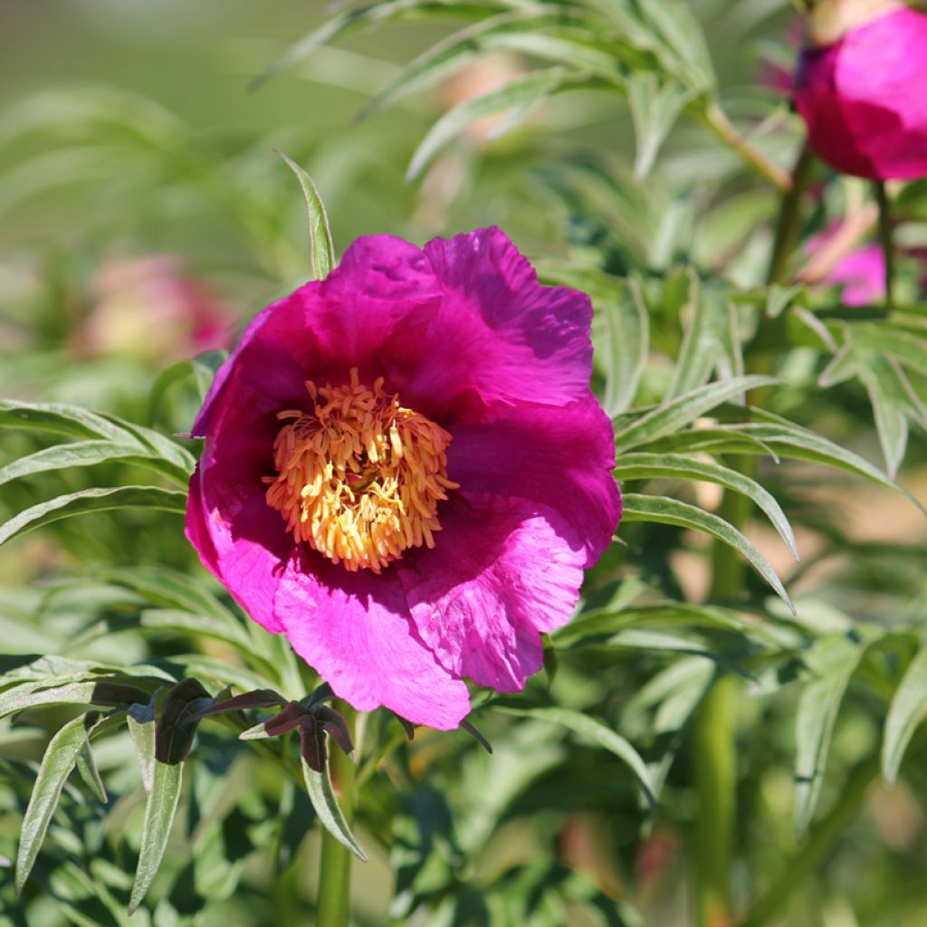 Paeonia anomala - Pioenroos