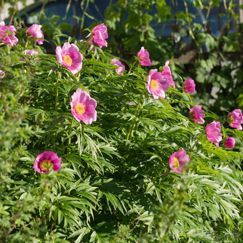 Paeonia anomala - Pioenroos