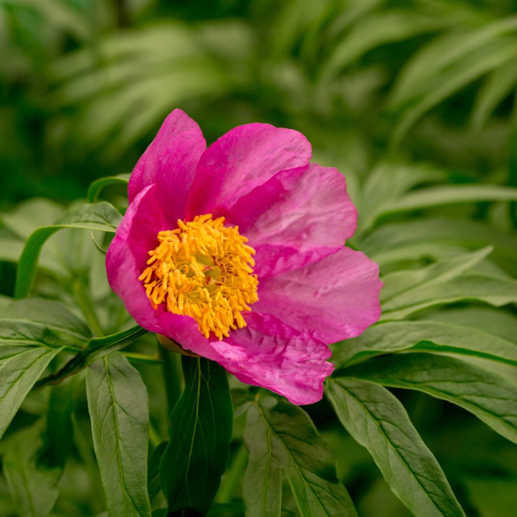 Paeonia anomala - Pioenroos