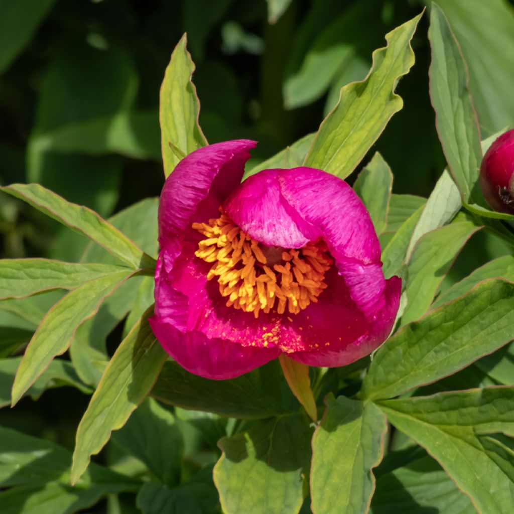 Paeonia humilis - Boerenpioen