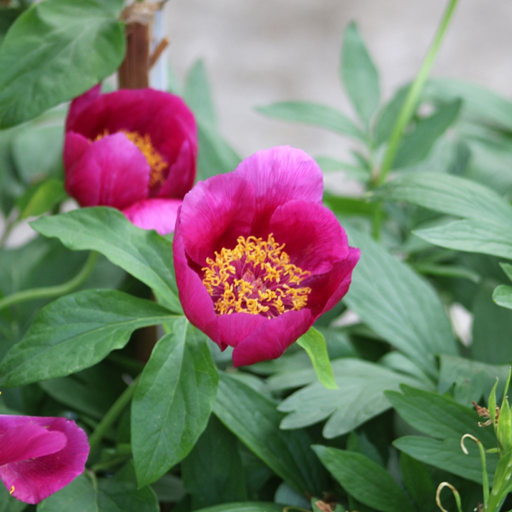 Paeonia mascula - Mannetjespioen
