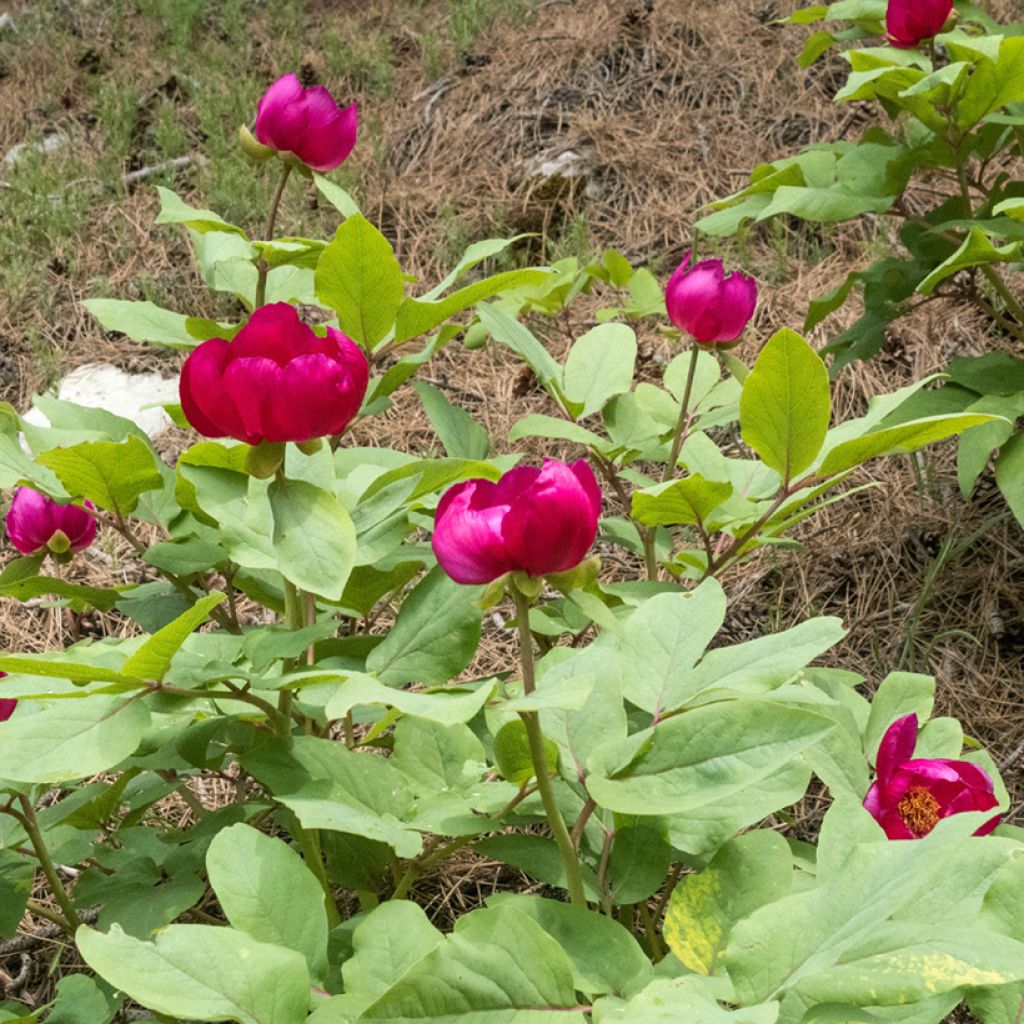 Paeonia mascula - Mannetjespioen