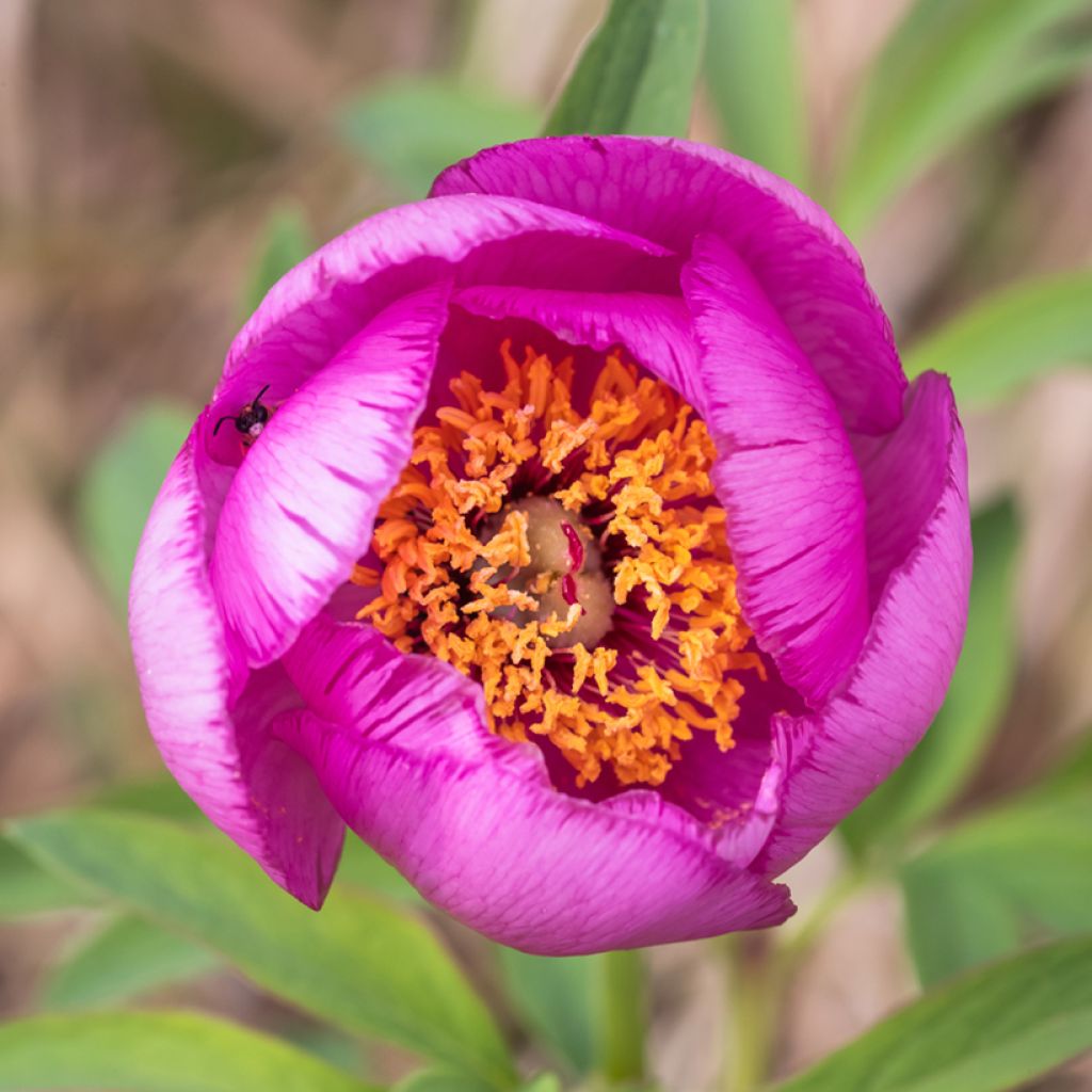 Paeonia mascula - Mannetjespioen